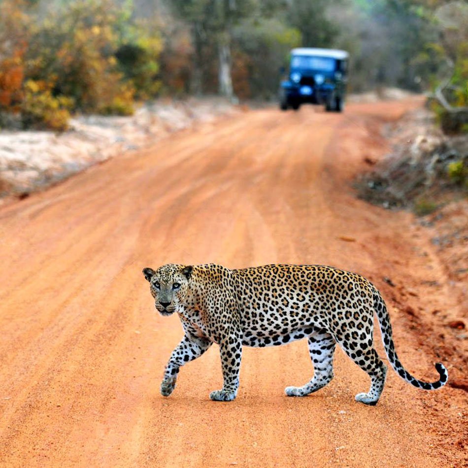 Yala National Park